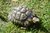 Schildkrötenfutter