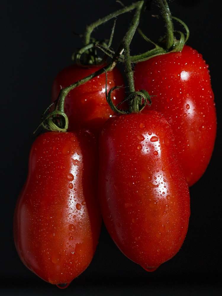 Rote Zora Tomate ideale Soßentomate rote Salattomate
