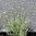 Currykraut Helichrysum italicum