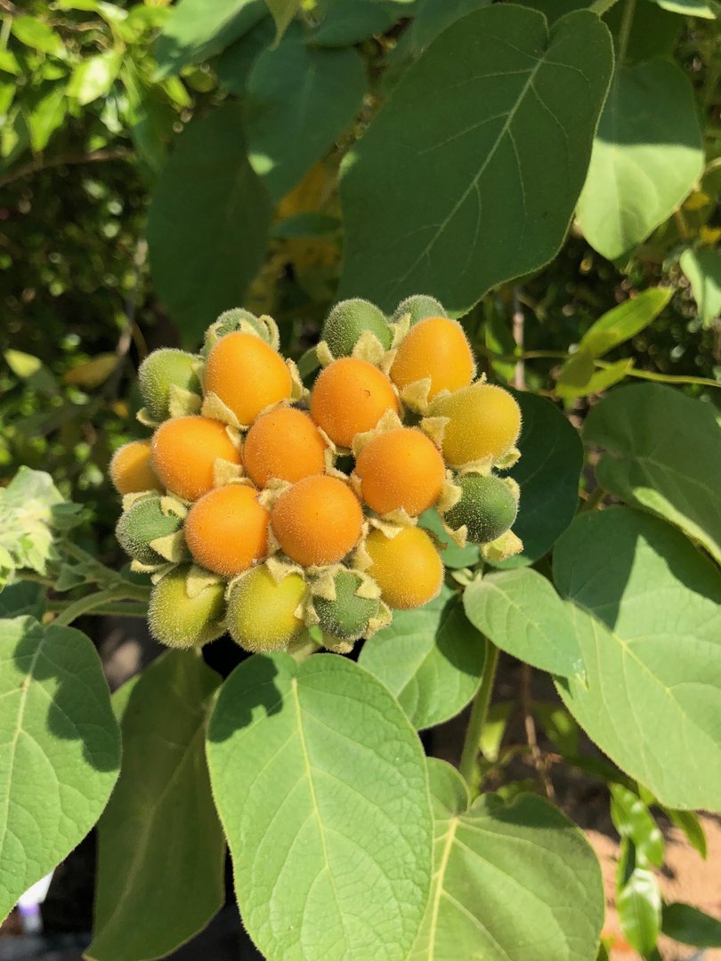 "Samtpfirsich" orange BAUM TOMATE ZWERG-Tamarillo "Solanum abutiloides"  süß 