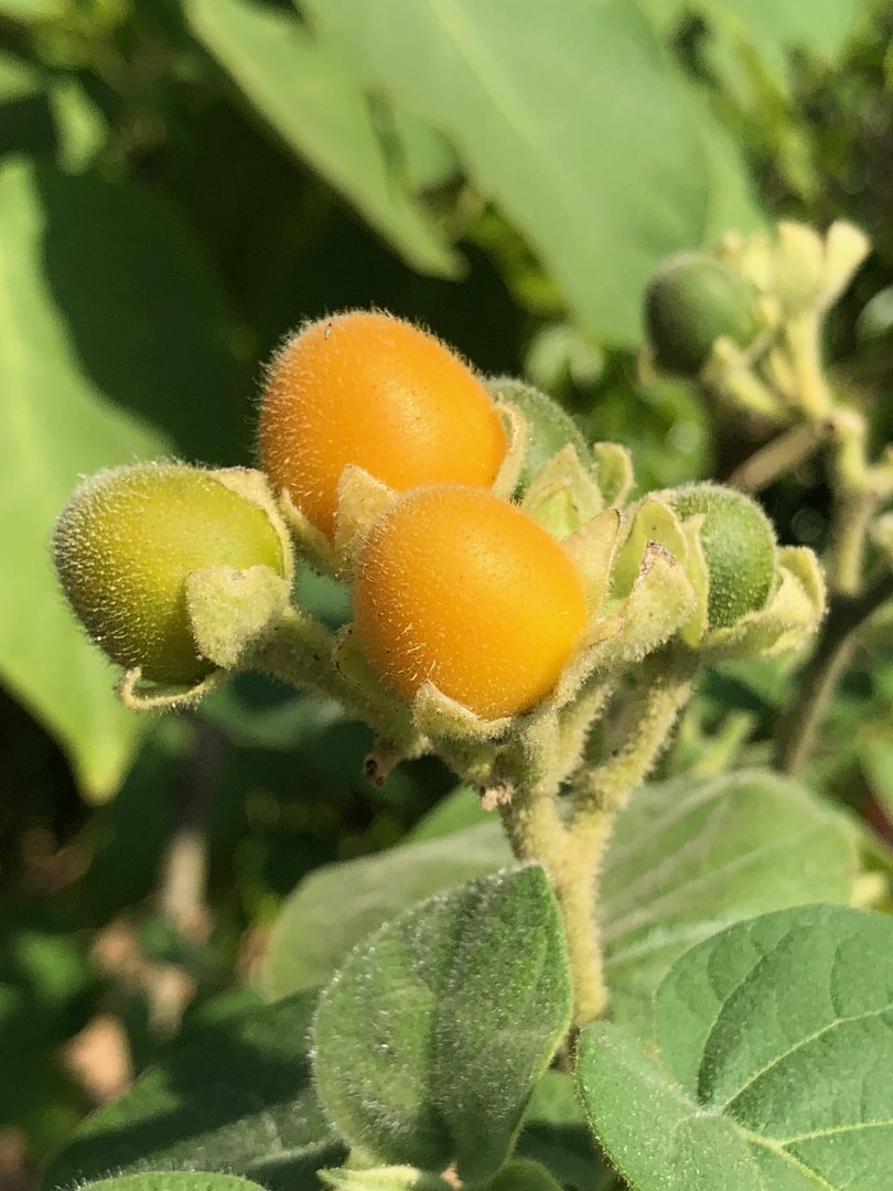 orange "Samtpfirsich" BAUM TOMATE ZWERG-Tamarillo "Solanum abutiloides"  süß 