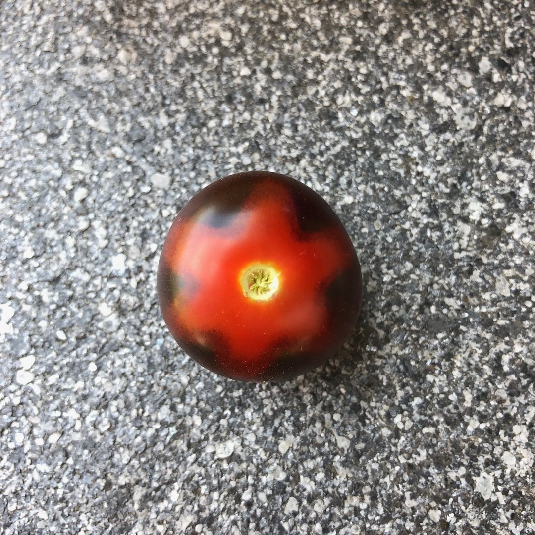Stern-Tomate blaue Tomate Stern am Stielansatz Stern-Paradeiser Sternen-Tomate 