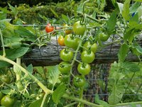 Tomaten fürs Freiland