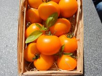 Orange Tomaten