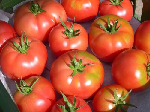 Kreta Tomate