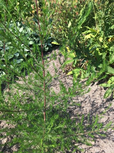 Besen-Beifuß Artemisia scoparia