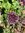 Weinberglauch Allium vineale