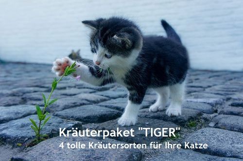 Kräuterpaket "Tiger" 4 Sorten Kräuter