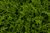 Samenpaket "Wildsalat" 6 leckere tolle Sorten