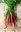 Samenpaket "Selbstversorger" 22 tolle verschiedene Sorten Gemüse