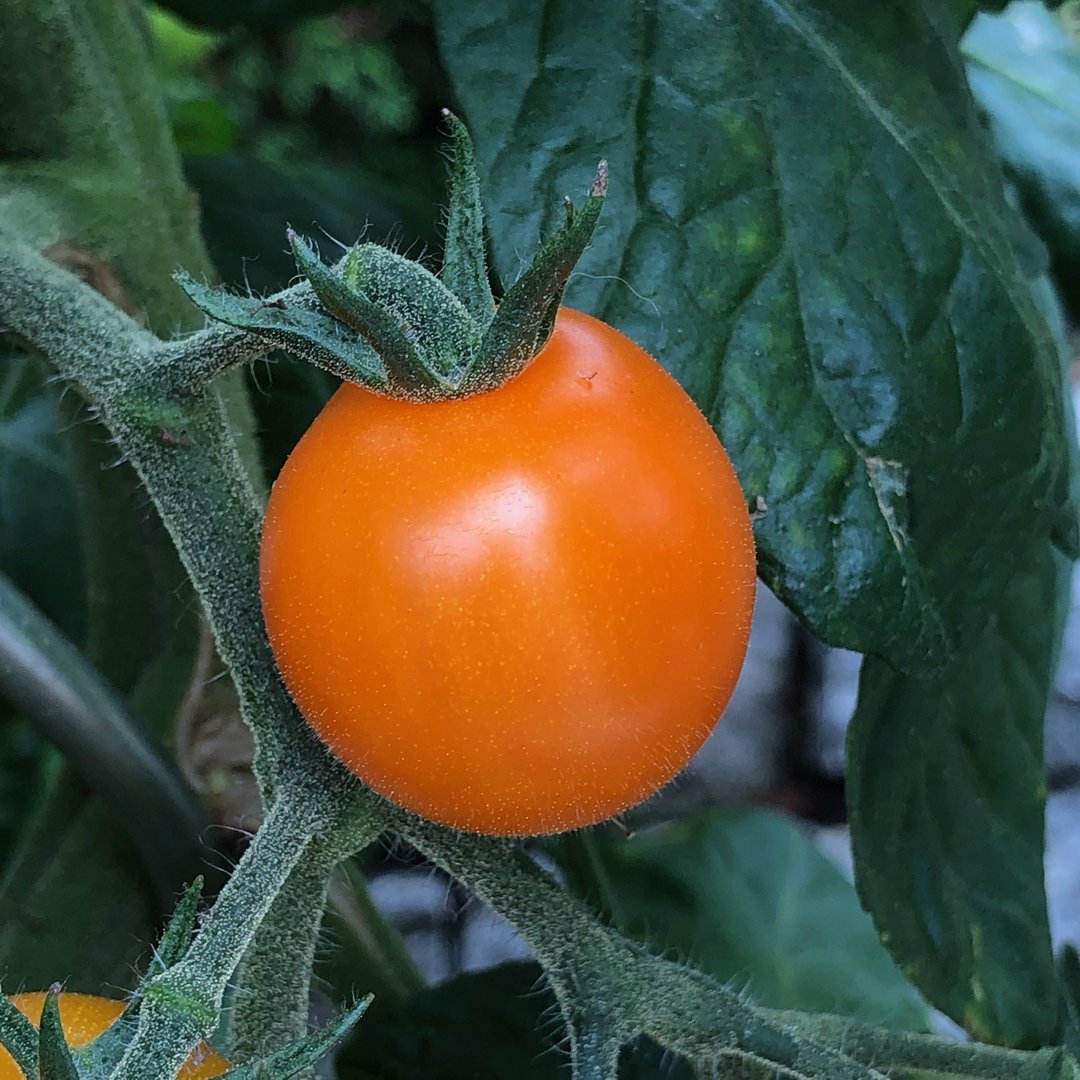 Apricosa orange Tomate wie kleine süße Aprikosen Massenerträge