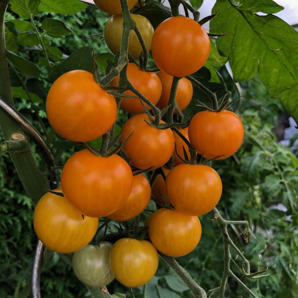 Apricosa orange Tomate wie kleine süße Aprikosen Massenerträge