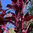 Red Callaloo Amaranthus tricolor