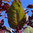 Red Callaloo Amaranthus tricolor