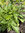 Mizuna Brassica japonica