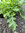 Mizuna Brassica japonica