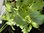 Wasabi-Rauke Diplotaxis tenuifolia