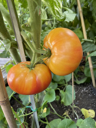 Wherokowhai Dwarf-Tomate
