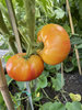Wherokowhai Dwarf-Tomate